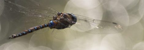 dragonfly-flying-1140x400-lorieannj